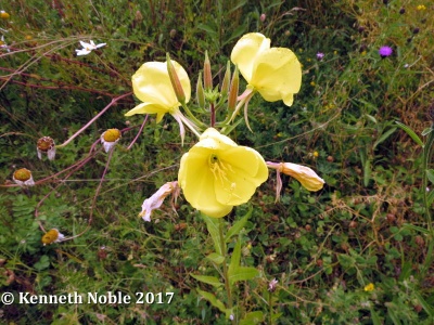 large-flowered evening primrose (Oenothera glazioviana) Kennth Noble